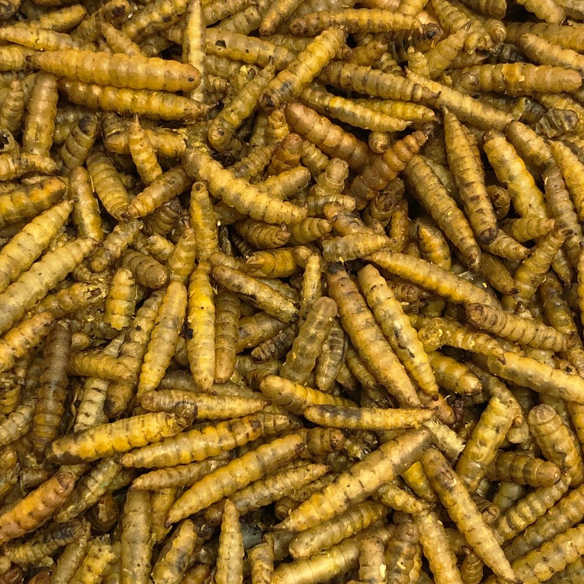 Vivani Gedroogde BSF larvas - 375 gram